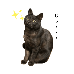 [LINEスタンプ] 黒猫レオ詰め合わせꫛꫀꪝ✧‧˚