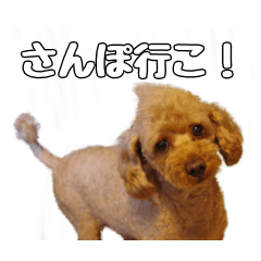 [LINEスタンプ] トイプードルのさぶ