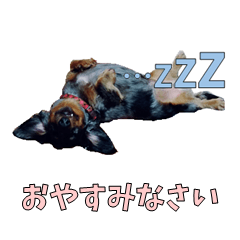 [LINEスタンプ] こむすきの日常で使えるスタンプ