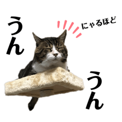 [LINEスタンプ] くるぶし先輩withにゃんず2