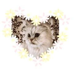 [LINEスタンプ] ペルシャ猫の華ちゃん