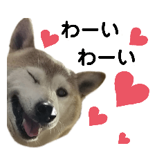 [LINEスタンプ] 柴犬わんわん2