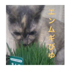 【癒しねこ】びゆ