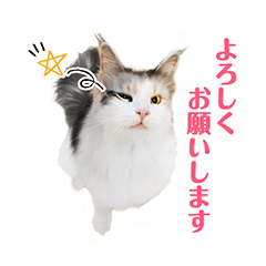 [LINEスタンプ] ぷにたまでこの敬語スタンプ