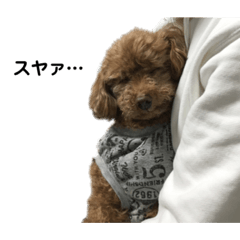 [LINEスタンプ] トイプードルのショコちゃん3