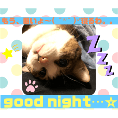 [LINEスタンプ] ねこにゃんスタンプ①