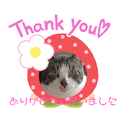 [LINEスタンプ] 保護猫いち君＆チイちゃん