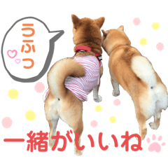 [LINEスタンプ] 柴犬あんず ver.9