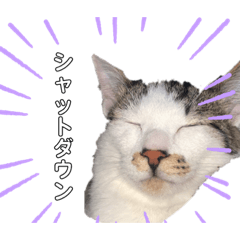 [LINEスタンプ] 今日の猫のねこねこねこ