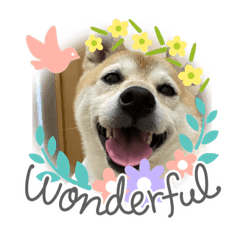 [LINEスタンプ] 柴犬（日常で使えそうじゃん？？）