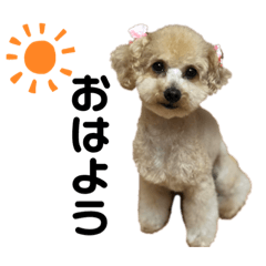 こむぎちゃんのおはなし