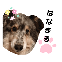 [LINEスタンプ] シェルティのいる暮らし
