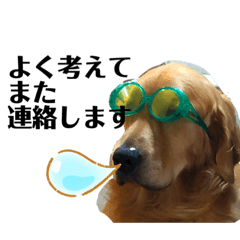 [LINEスタンプ] いぬの日常 ゴールデン②