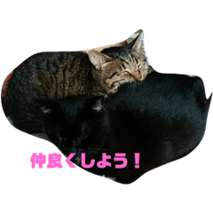 [LINEスタンプ] ちゃぶとこんぶのスタンプ