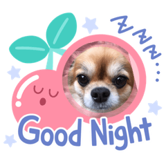 [LINEスタンプ] かわいい❤️こまのスタンプ❤️❤️