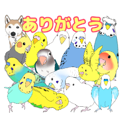 [LINEスタンプ] 仲良しインコ大集合