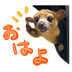 [LINEスタンプ] キンカジューの写真スタンプの画像（メイン）