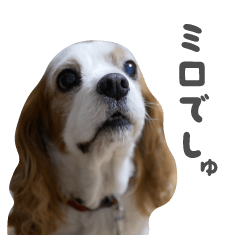 [LINEスタンプ] キャバリアのミロ