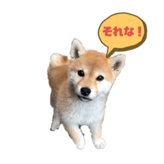 [LINEスタンプ] 柴犬 山上倶楽部スタンプ