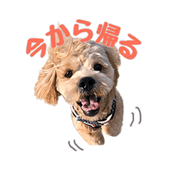 [LINEスタンプ] ラテ君とハリー君