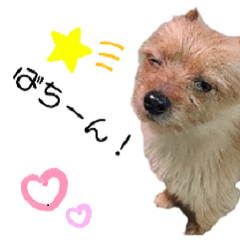 [LINEスタンプ] ポメキーてつろう2