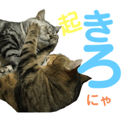 [LINEスタンプ] ♡にゃんず5♡