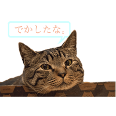 [LINEスタンプ] ただのねこのスタンプ。1