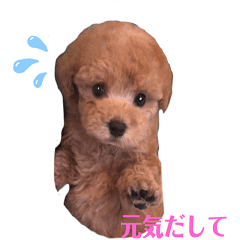 [LINEスタンプ] トイプードル バニラちゃん