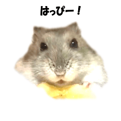 [LINEスタンプ] キムチです。2個目