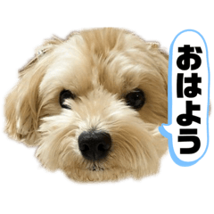 [LINEスタンプ] ルーシーの日常使いスタンプ