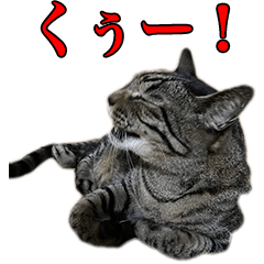 [LINEスタンプ] ただのねこのスタンプ。4