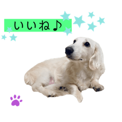 [LINEスタンプ] 白いダックスの独り言 1