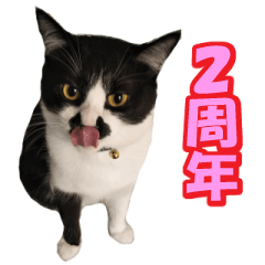 [LINEスタンプ] 木更津猫チョビすけ_02
