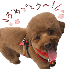 [LINEスタンプ] こむぎとびすこ