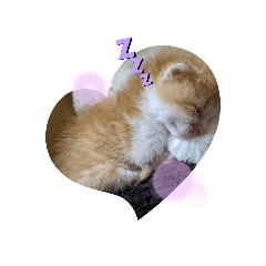 [LINEスタンプ] 子猫のピノ♡