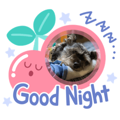 [LINEスタンプ] ちょこ（チワシュナ）