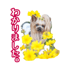 [LINEスタンプ] ヨーキートッポ君の日常No.6