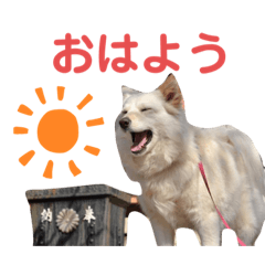 [LINEスタンプ] 犬と猫の暮らし(きなこ、マロン、チータ)