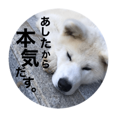 [LINEスタンプ] 秋田犬ちゃちゃ1