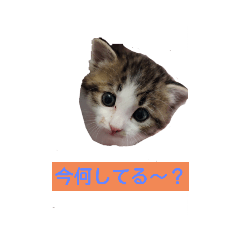 [LINEスタンプ] 子猫そらの日常スタンプ