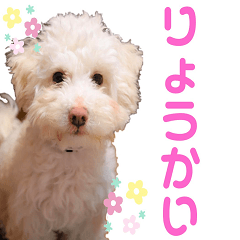 [LINEスタンプ] ましゅ・まろんのスタンプ
