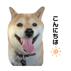 [LINEスタンプ] 柴犬こたろうの日常2