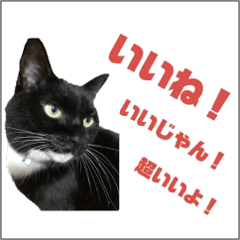 [LINEスタンプ] キキにゃんが喋る