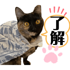 [LINEスタンプ] サビ猫のミィちゃんのスタンプ