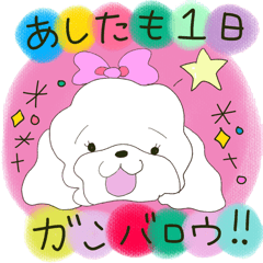 [LINEスタンプ] 日常会話で使えるトイプードルのスタンプ fetchpriority=high