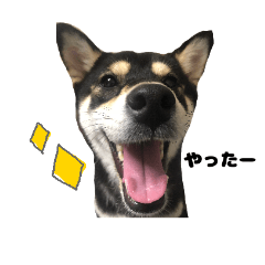 [LINEスタンプ] マイペース黒柴ちゃん