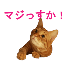 [LINEスタンプ] ネコのネコによるネコの為のスタンプ