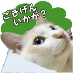 [LINEスタンプ] はくちゃんからのごあいさつ R