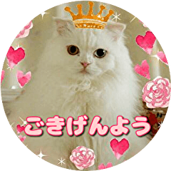 [LINEスタンプ] こゆ(スコティッシュ オッドアイ)1