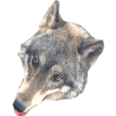 [LINEスタンプ] JCW狼犬ブーリ ② Wolfdog